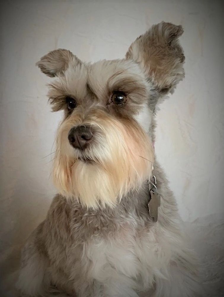 Merle schnauzer hotsell health problems
